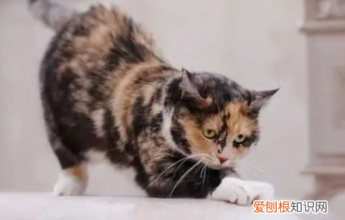 猫咪为什么会冲过来咬人 ，猫咪突然乱冲乱撞怎么了？