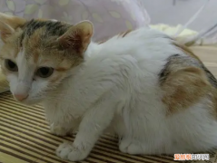 猫咪突然瘫痪后又自己痊愈怎么办 ，猫猫突然瘫痪？