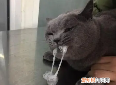 猫咪吐白色泡沫还拉稀是什么原因 ，猫咪吐白色泡沫还拉稀怎么回事？