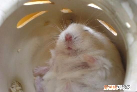 饲养仓鼠应该怎么对待仓鼠 仓鼠最讨厌的行为