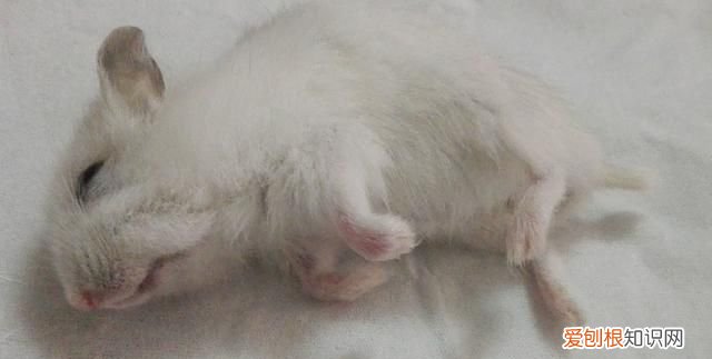 饲养仓鼠应该怎么对待仓鼠 仓鼠最讨厌的行为