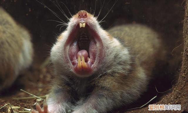 饲养仓鼠应该怎么对待仓鼠 仓鼠最讨厌的行为