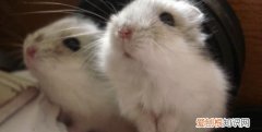 饲养仓鼠应该怎么对待仓鼠 仓鼠最讨厌的行为