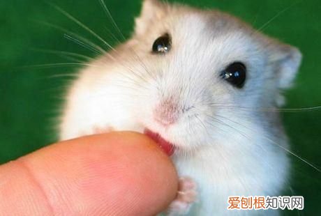 饲养仓鼠应该怎么对待仓鼠 仓鼠最讨厌的行为