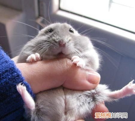 饲养仓鼠应该怎么对待仓鼠 仓鼠最讨厌的行为