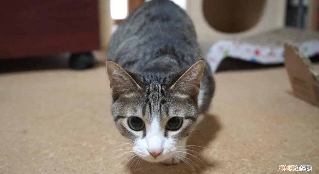 把野猫打死了违法吗 ，野猫打死家猫？