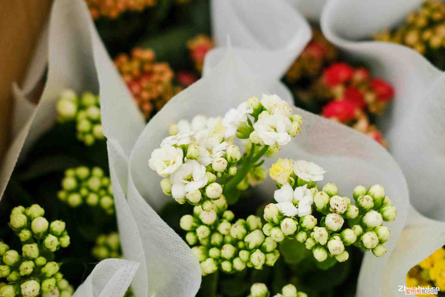 长寿花是啥科，长寿花是什么科的植物，长寿花的花期？
