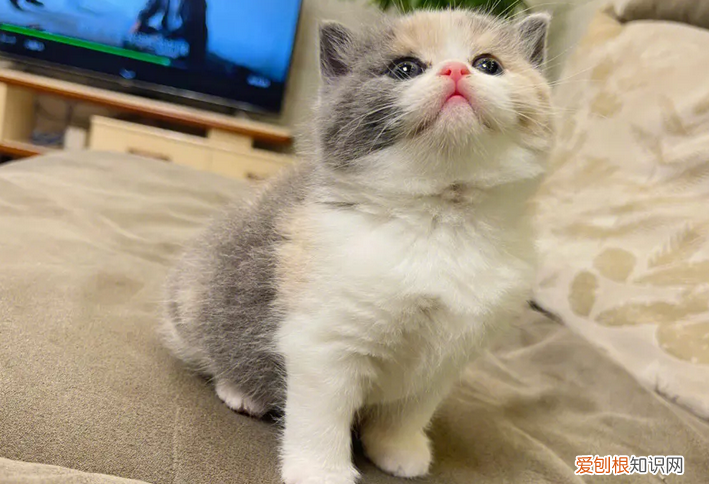 猫成精的10个征兆 ，有猫缘的女人什么命？