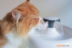 猫猫自动饮水机的水可以放多久 ，猫咪自动饮水器多久换一次水？