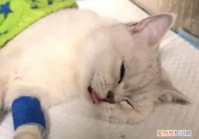 狗子宫蓄脓多久能排净 ，猫咪子宫蓄脓流出来是不是就好了？