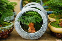 文竹是剪枝来栽的吗，文竹是竹子吗，修剪方法图解？