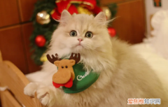 养猫的人容易得15种病怎么预防 ，养猫的人容易得癌症吗？