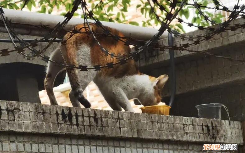 抓猫团队电话 ,最简单的方法毒死流浪猫?