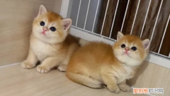 幼猫多久会自己排便一次 ，幼猫多久能自己排便？