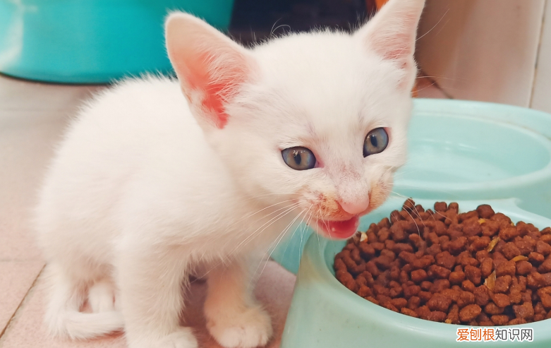 怎么确定猫认主人了? ,怎么确定猫认主人了视频教程?