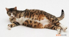 母猫肚子里有死胎表现 症状 ，母猫肚子里有死胎表现会吐么？