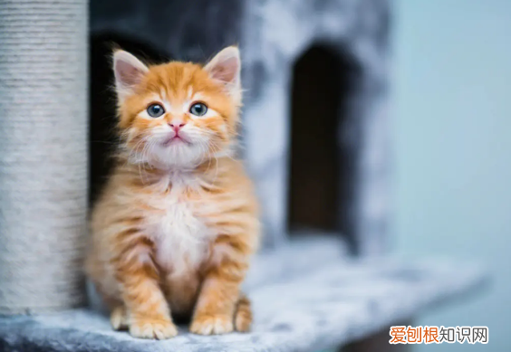 做了绝育的母猫和没做绝育的公猫 ,做了绝育的母猫突然尿床?