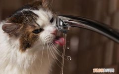 猫一天喝多少次水 ，猫猫一天喝多少水合适？