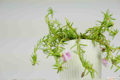 太阳花颜色有哪些颜色，太阳花有什么特点，太阳花有什么颜色？