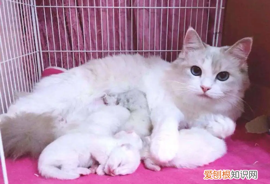 猫分娩时主人可以看吗 ,怎样确定母猫怀孕了?