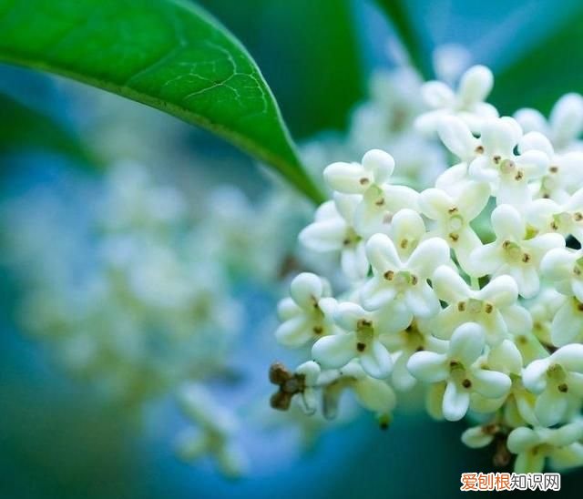 桂花树扦插成活多长时间会开花呢图片 ,桂花树扦插成活多长时间会开花呢视频?