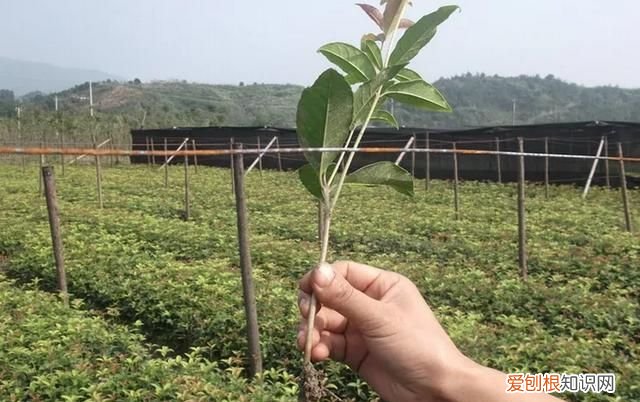 桂花树扦插成活多长时间会开花呢图片 ,桂花树扦插成活多长时间会开花呢视频?