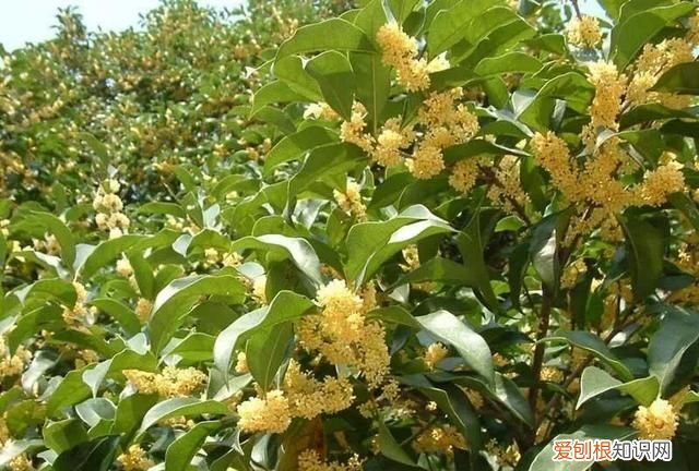 桂花树扦插成活多长时间会开花呢图片 ,桂花树扦插成活多长时间会开花呢视频?