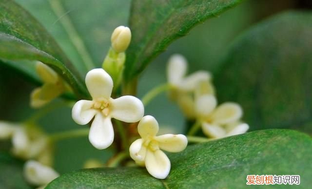 桂花树扦插成活多长时间会开花呢图片 ,桂花树扦插成活多长时间会开花呢视频?