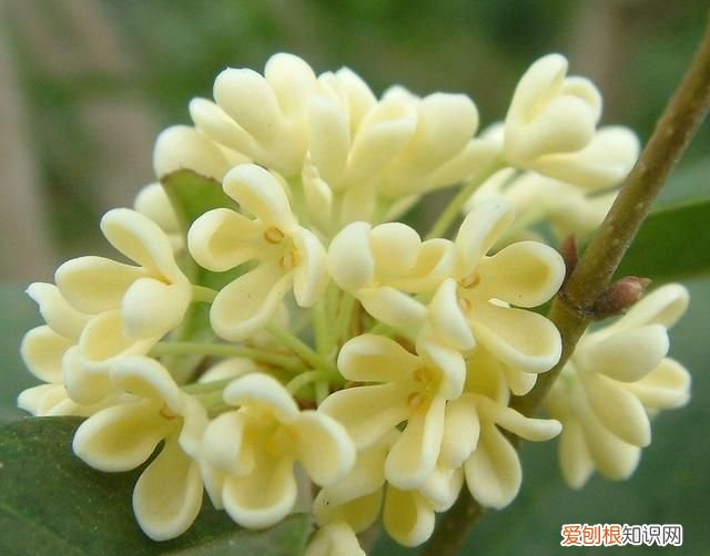 桂花树扦插成活多长时间会开花呢图片 ,桂花树扦插成活多长时间会开花呢视频?