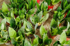 虎皮兰室内能养吗?，虎皮兰养在室内合适吗，在室内养需注意什么？