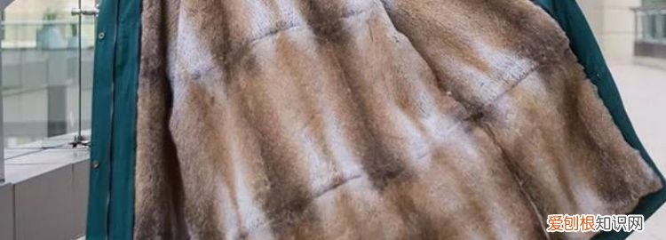 貉子毛毛领好吗 ,貉子毛领怎么打理更蓬松?