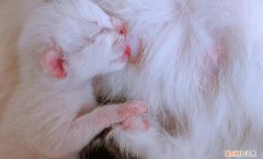 小猫一直吸奶,但感觉母猫没有奶 ，为什么说母猫第一胎最纯？