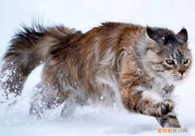 孩子被猫咬出血了一定要打针吗 ，被家猫咬出血了一定要打针吗？