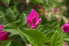 三角梅开花颜色淡怎么办视频，三角梅开花期间的管理，开花颜色浅是怎么回事？