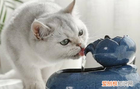 猫咪产前大量喝水 ，猫生产前喝很多水？