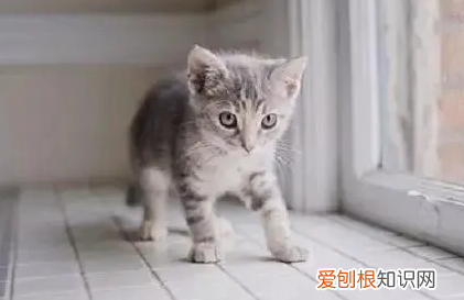 猫咪为什么会走路会很快呢视频 ，猫咪为什么会走路会很快呢？