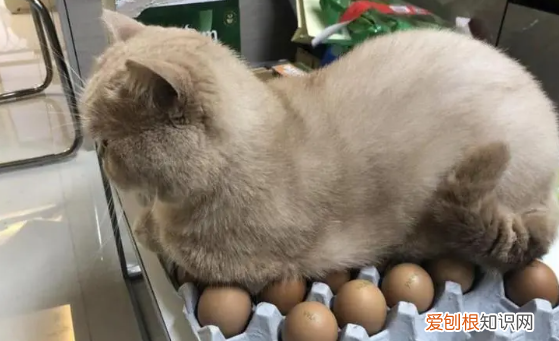 猫为什么喜欢坐在人身后 ，猫咪为什么喜欢坐人的凳子？