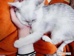 猫为什么喜欢抱抱我 ，猫为什么喜欢抱在一起？