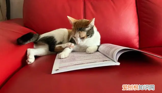 猫咪为什么要看书的样子呢视频讲解 ，猫咪为什么要看书的样子呢视频教程？