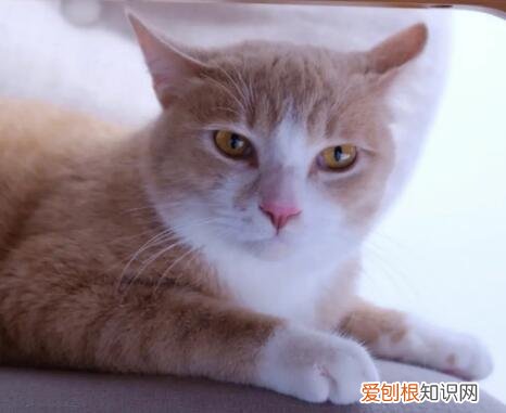 猫咪为什么粘着屁虫呢怎么回事 ，猫咪为什么粘着屁虫呢怎么办？