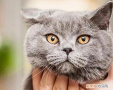 猫咪为什么不能闻烟味 ，猫不喜欢抽烟的人？