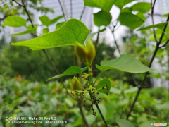 丁香树适合庭院种植吗，丁香花可以用种子繁殖吗，丁香花播种的时间？