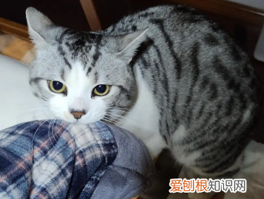 猫咪咬衣服扣子怎么回事图片 ，猫咪咬衣服怎么办？