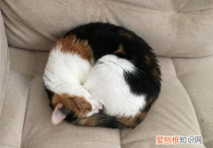 猫为什么能缩进盒子里呢 ，猫为什么可以缩在盒子里？