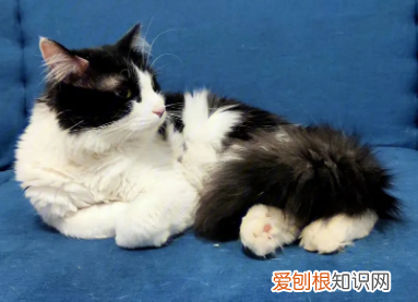 为什么怀孕后会养猫咪呢视频 ，为什么怀孕后会养猫咪呢？