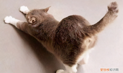 猫为什么喜欢拍人头 ，猫为什么喜欢拍背？