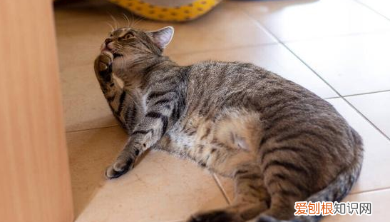 猫咪肚子上有一层皮耷拉着怎么回事儿 ，猫咪肚子上有一层皮耷拉着怎么回事图片？