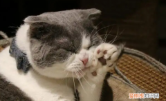 猫咪的爪子很大为什么 ，猫咪爪子大是长得大么？