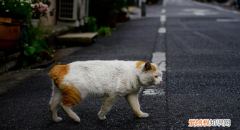 猫过马路不看车 ，猫在路上拦着人不让走有什么说法吗?？