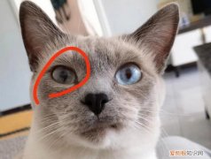 猫咪为什么眼球混浊呢怎么回事 ，猫咪为什么眼球混浊呢怎么办？